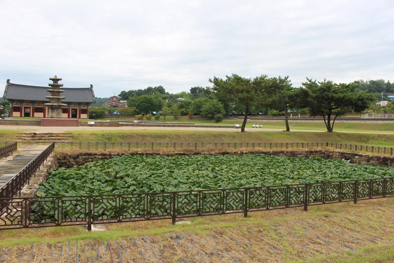 Card image terinji
